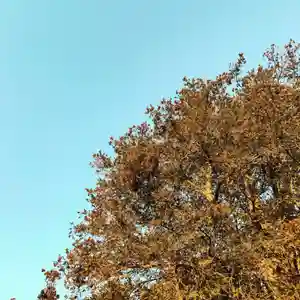 豊景神社の自然(2020年02月05日(水) 09時14分26秒投稿)