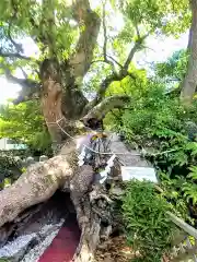 牛嶋天満宮の自然