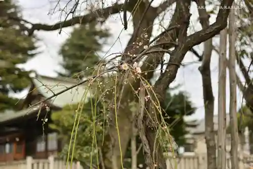 尾久八幡神社(東京都)
