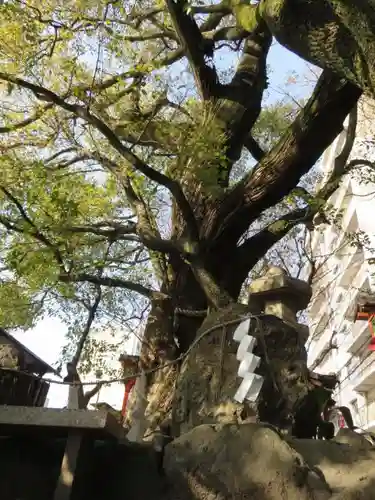 若一神社の自然