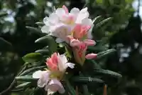 三春大神宮の自然