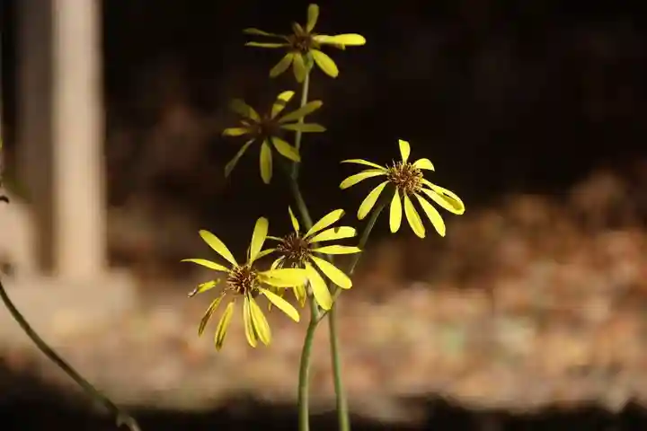和田神社の自然