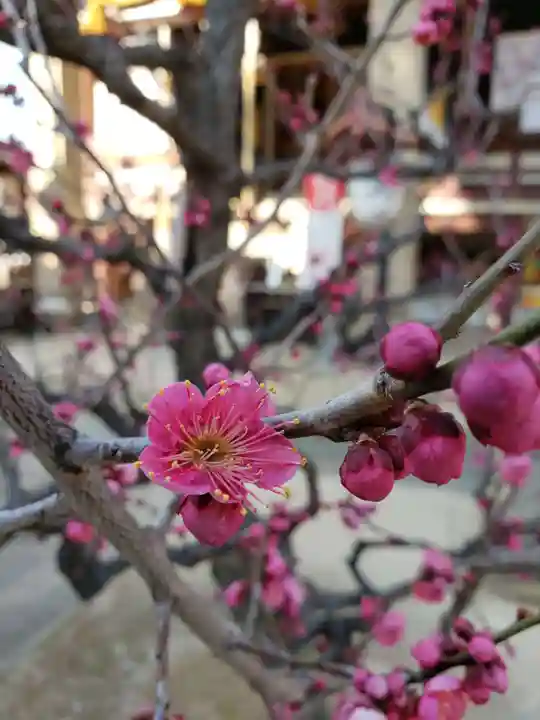 諏訪神社の自然
