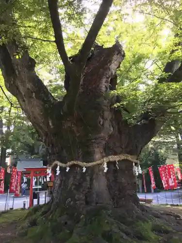 秩父今宮神社の自然