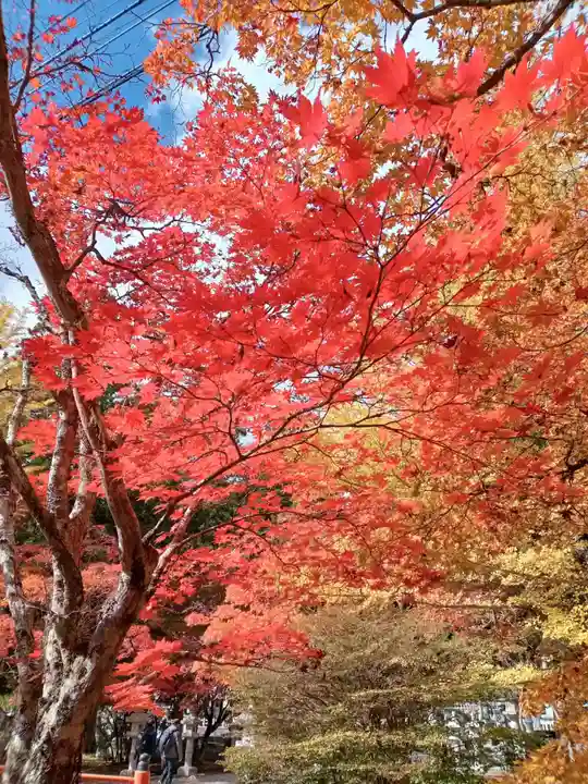高野山金剛峯寺奥の院(和歌山県)