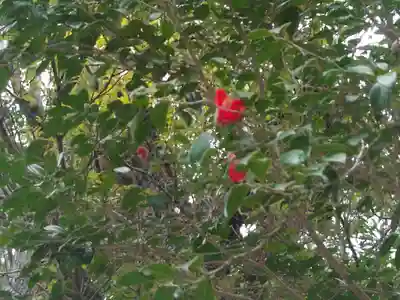 出雲大社(島根県)