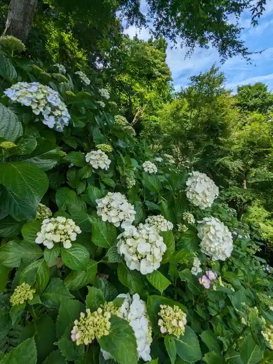 長谷寺(神奈川県)