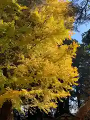 北口本宮冨士浅間神社の自然