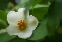 忉利天上寺の自然