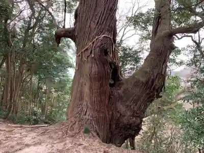 大宮神社の自然