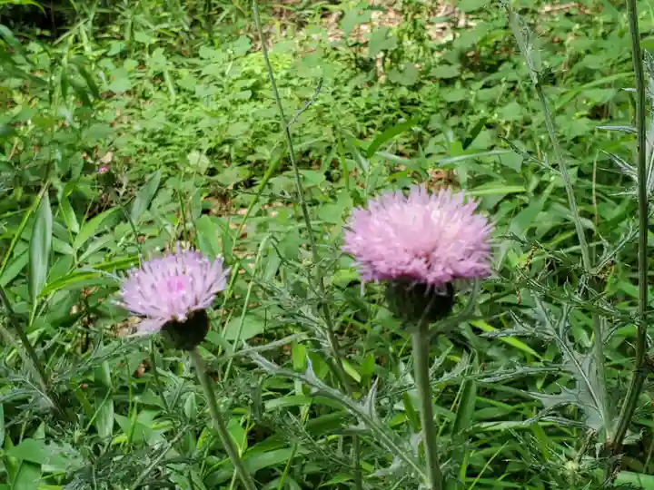 堅田神社の自然