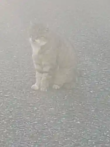 白金氷川神社の{uncategorized: "未分類", other: "その他", undefined: "問題あり", building: "その他建物", grave: "お墓", sacred_gate: "鳥居", guardian: "狛犬", statue: "像", buddha: "仏像", history: "歴史", nature: "自然", garden: "庭園", animal: "動物", pagoda: "塔", temizu: "手水舎", mountain_gate: "山門・神門", sanctuary: "本殿・本堂", subordinate: "末社・摂社", art: "芸術", scenery: "景色", jizo: "地蔵", ema: "絵馬", goshuin: "御朱印", omikuji: "おみくじ", items: "授与品その他", amulet: "お守り", goshuincho: "御朱印帳", eats: "食事", festival: "お祭り", votive_dance: "神楽", shichigosan: "七五三参", wedding: "結婚式", experience: "体験その他", initially: "初詣", around: "周辺", anti_infection: "感染症対策"}