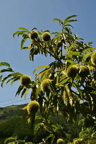 三島神社（川中）(愛媛県)