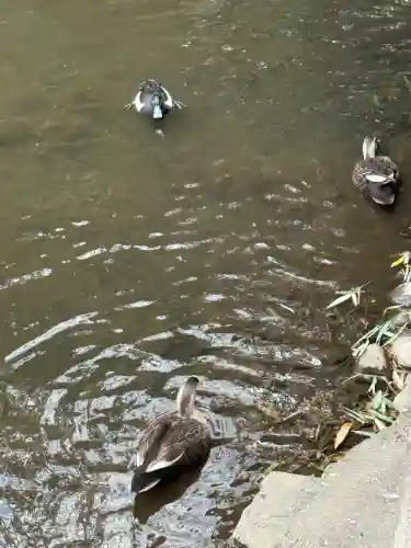 武蔵一宮氷川神社の{uncategorized: "未分類", other: "その他", undefined: "問題あり", building: "その他建物", grave: "お墓", sacred_gate: "鳥居", guardian: "狛犬", statue: "像", buddha: "仏像", history: "歴史", nature: "自然", garden: "庭園", animal: "動物", pagoda: "塔", temizu: "手水舎", mountain_gate: "山門・神門", sanctuary: "本殿・本堂", subordinate: "末社・摂社", art: "芸術", scenery: "景色", jizo: "地蔵", ema: "絵馬", goshuin: "御朱印", omikuji: "おみくじ", items: "授与品その他", amulet: "お守り", goshuincho: "御朱印帳", eats: "食事", festival: "お祭り", votive_dance: "神楽", shichigosan: "七五三参", wedding: "結婚式", experience: "体験その他", initially: "初詣", around: "周辺", anti_infection: "感染症対策"}
