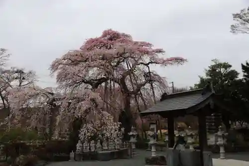 寳泉寺の庭園