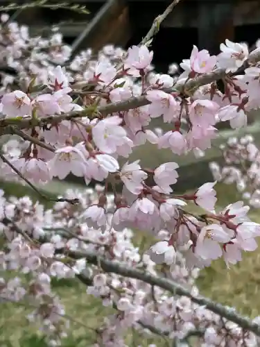 国宝 大法寺の{uncategorized: "未分類", other: "その他", undefined: "問題あり", building: "その他建物", grave: "お墓", sacred_gate: "鳥居", guardian: "狛犬", statue: "像", buddha: "仏像", history: "歴史", nature: "自然", garden: "庭園", animal: "動物", pagoda: "塔", temizu: "手水舎", mountain_gate: "山門・神門", sanctuary: "本殿・本堂", subordinate: "末社・摂社", art: "芸術", scenery: "景色", jizo: "地蔵", ema: "絵馬", goshuin: "御朱印", omikuji: "おみくじ", items: "授与品その他", amulet: "お守り", goshuincho: "御朱印帳", eats: "食事", festival: "お祭り", votive_dance: "神楽", shichigosan: "七五三参", wedding: "結婚式", experience: "体験その他", initially: "初詣", around: "周辺", anti_infection: "感染症対策"}