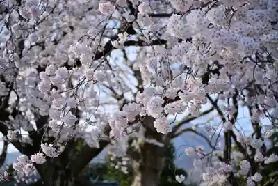 櫻井神社(新潟県)