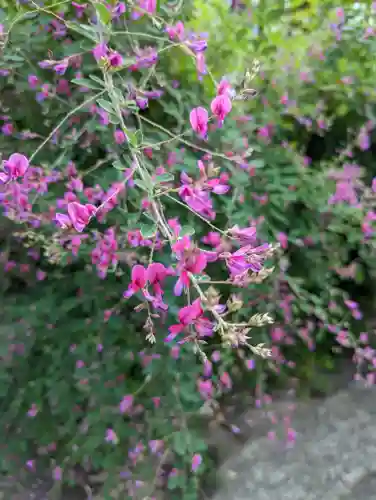 勝念寺（かましきさん）の自然