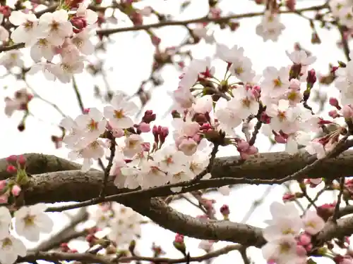 鶴岡八幡宮の自然