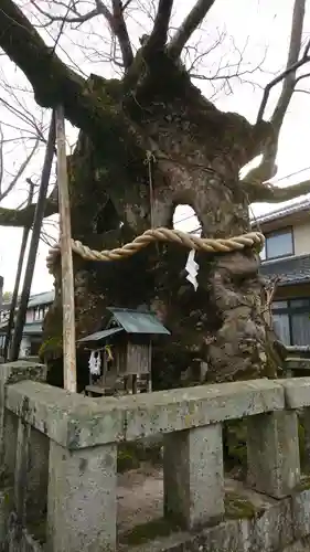 中山神社の自然