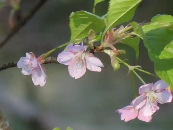 太宰府天満宮の自然