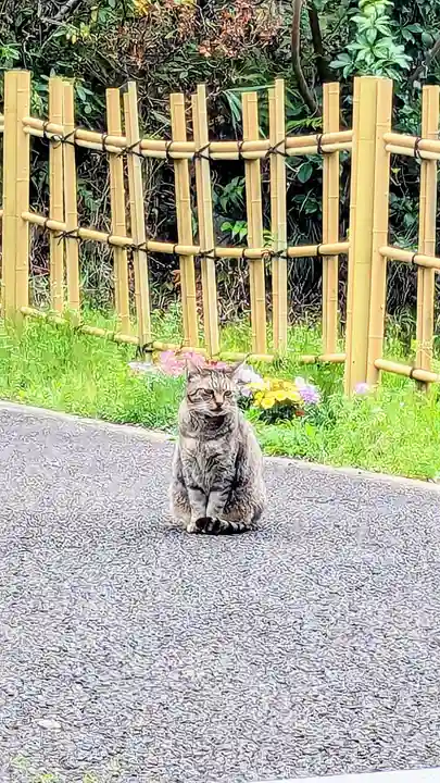 白金氷川神社の動物