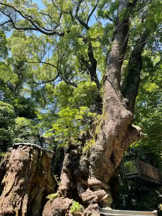 來宮神社(静岡県)