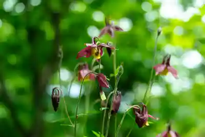 戸隠神社九頭龍社(長野県)