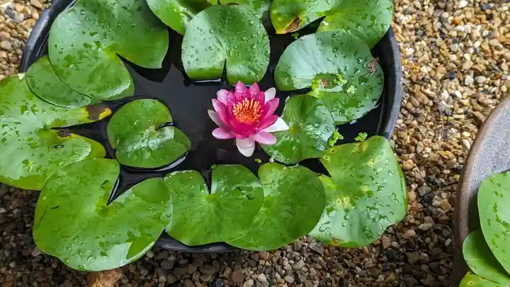 勝林寺(京都府)