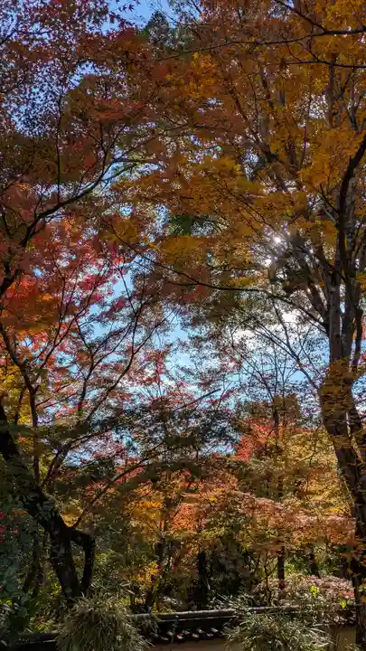 十輪寺(京都府)