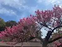 太宰府天満宮(福岡県)