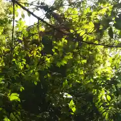 宗形神社の自然