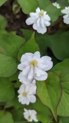 桂昌寺(岐阜県)
