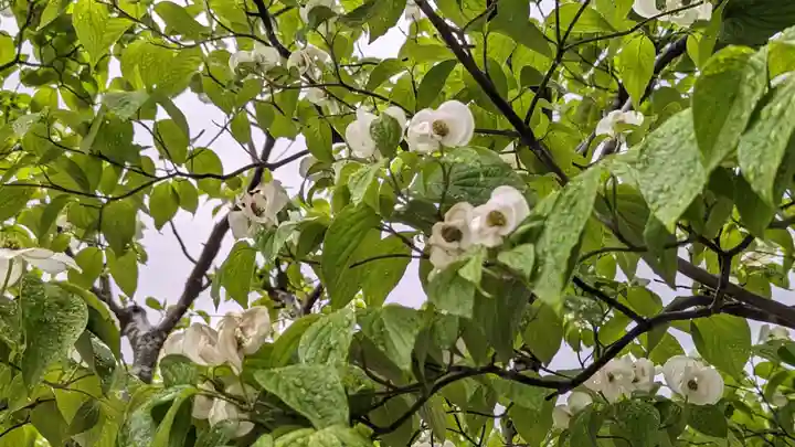 久居八幡宮(野邊野神社)の自然