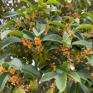 豊景神社の自然(2020年10月04日(日) 05時44分40秒投稿)