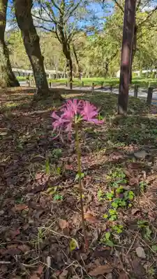 平野神社(京都府)