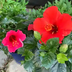 豊景神社の自然(2021年06月13日(日) 06時24分10秒投稿)