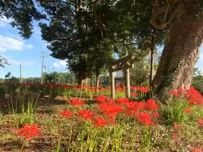 天神社(千葉県)