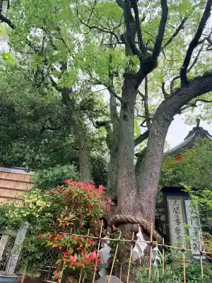 稲爪神社の{uncategorized: "未分類", other: "その他", undefined: "問題あり", building: "その他建物", grave: "お墓", sacred_gate: "鳥居", guardian: "狛犬", statue: "像", buddha: "仏像", history: "歴史", nature: "自然", garden: "庭園", animal: "動物", pagoda: "塔", temizu: "手水舎", mountain_gate: "山門・神門", sanctuary: "本殿・本堂", subordinate: "末社・摂社", art: "芸術", scenery: "景色", jizo: "地蔵", ema: "絵馬", goshuin: "御朱印", omikuji: "おみくじ", items: "授与品その他", amulet: "お守り", goshuincho: "御朱印帳", eats: "食事", festival: "お祭り", votive_dance: "神楽", shichigosan: "七五三参", wedding: "結婚式", experience: "体験その他", initially: "初詣", around: "周辺", anti_infection: "感染症対策"}