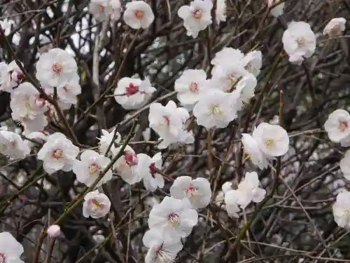 小村井 香取神社の自然