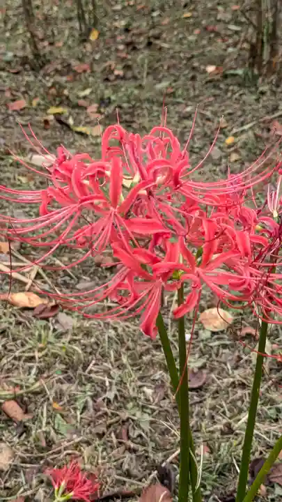平野神社(京都府)