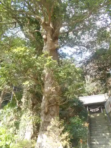 山の根熊野神社の自然