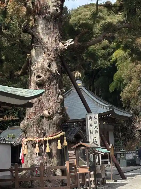 極楽寺(徳島県)