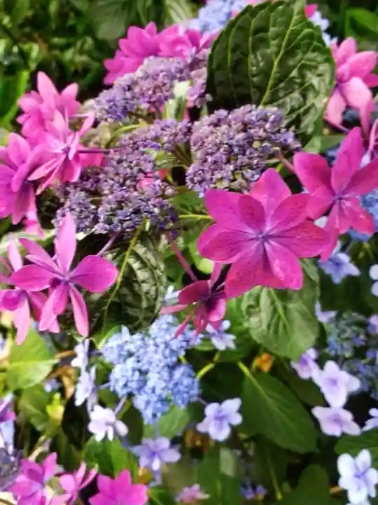 宝祥寺(東京都)