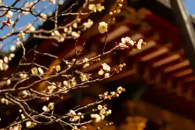 根津神社(東京都)
