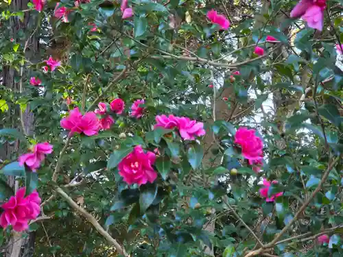 沙沙貴神社(滋賀県)