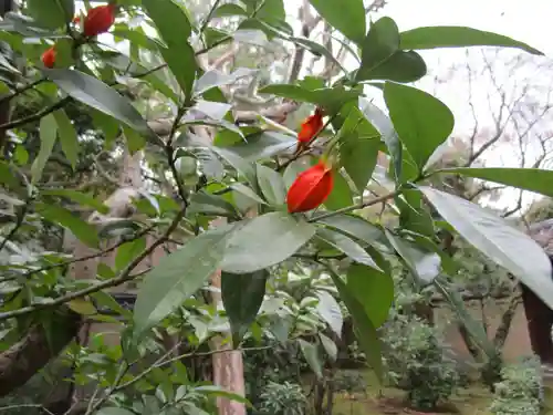 大光院(京都府)