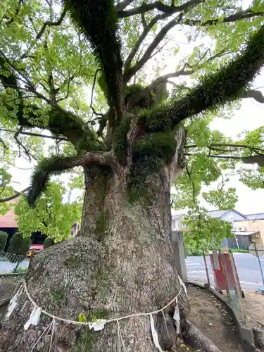 八幡神社の自然