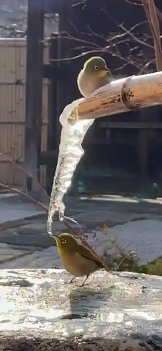 大聖護国寺の動物