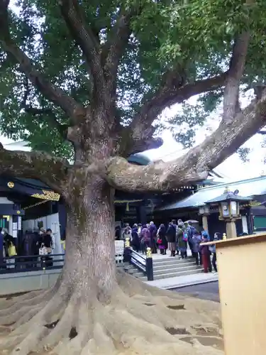 穴八幡宮の自然